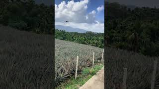 DJI T60 sorts drone agriculturedrone fpv [upl. by Anyg45]