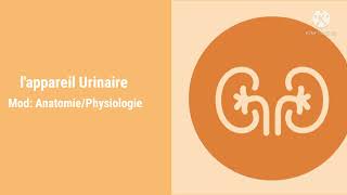 Anatomie de lappareil Urinaire [upl. by Bentley949]