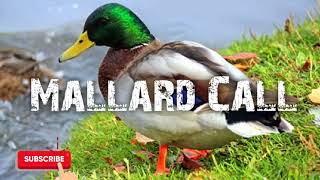 MALLARD CALL For Hunting 🦆 Mallard Duck hunting call 🦆 [upl. by Anuahsal]