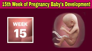 15th Week of Pregnancy Symptoms Changes amp Baby Development  15th Week of Pregnancy in telugu [upl. by Nnuahs600]