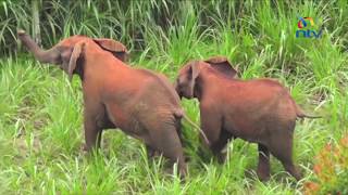 Elephants from Aberdares forest raid forests in Kanyenyaini village [upl. by Anneuq947]