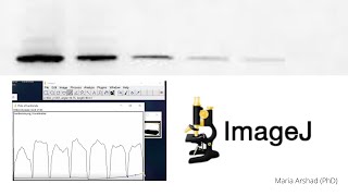 ImageJ tutorial Western Blot protein Bands Quantitative Analysis for Beginners Part 1 [upl. by Naeloj]