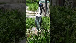 Breeding Season Courtship and Mating Rituals of Blacknecked Storks WildlifeInFocus [upl. by Lada]