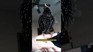 🥳😱INCREÍBLE El ave que puede imitar la voz humana EL ESTORNINO EUROPEO shorts animal [upl. by Grose710]