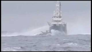 Ady Gil rammed by Shonan Maru No 2 view from MV Bob Barker [upl. by Ruamaj384]