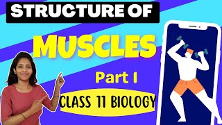 Structure of Muscle part 1 Class 11 Biology  Chapter 20  Locomotion and Movements  NCERT [upl. by Niarfe66]