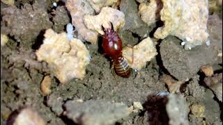 termites Macrotermes bellicosus termite soldier [upl. by Trutko]