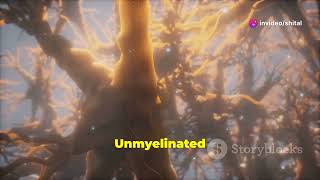 Myelinated vs Unmyelinated Nerves [upl. by Prudhoe]