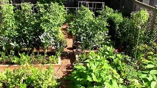 How to Grow a lot of Food in a Small Garden  9 EZ tips [upl. by Sherrie]