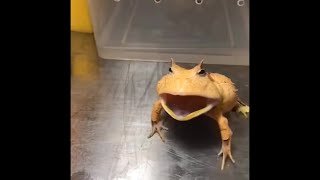 Super angry suriname pacman frog screaming [upl. by Aicilanna]