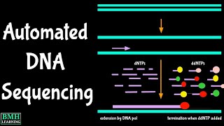 Automated DNA Sequencing  PCR Sequencing  Cycle Sequencing [upl. by Sumahs]