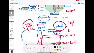 Cerebellum neurology 35  First Aid USMLE Step 1 in UrduHindi [upl. by Ahsytal]