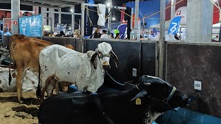 Expoagro 2024 o maior evento agro do Norte e Nordeste [upl. by Aneloaup]