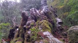 Yakushima Arakawa trailhead to Jomon Sugi  Aperture Jam travels [upl. by Shandy]