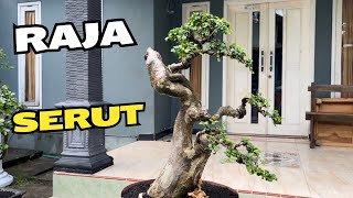 Cek Harga Bonsai Mumer [upl. by Bluh389]