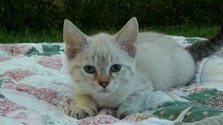 Highland Lynx Kittens 8 weeks old  722018 [upl. by Lasorella]