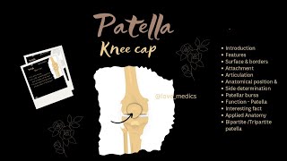 Patella knee cap Anatomy features surface amp borders wow facts Applied anatomy lovemedics [upl. by Stutsman]