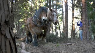 TV07  Travaux de débardage à cheval dans la forêt communale de Banne et St Paul le Jeune [upl. by Drugi]