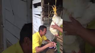 Como matar una gallina [upl. by Naul702]