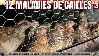 quotMaladies de Cailles Diagnostics et Solutions pour un Elevage Rentablequot Elevage Agriculture [upl. by Anaerb]