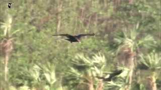 Turkey Vulture in flight [upl. by Rabjohn355]