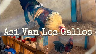 Así Van Emplumando Los Gallos Y Comprando Alimento Para Los Gallos [upl. by Oiredised]