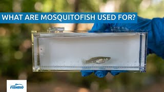 What are mosquitofish used for [upl. by Eelyac]