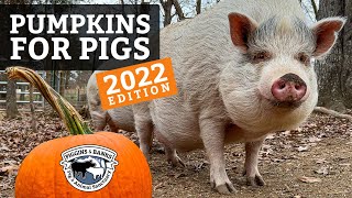 Pumpkins for Pigs at Piggins and Banks 2022 Edition [upl. by Ahsinet120]