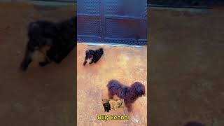 Why is it hard to socialize this female Lhasa apso with others [upl. by Teteak]