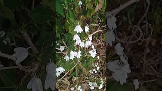 Swan like white flower  kodaikanal 🌼🌼🌼🌼🌼🌼🌼🌼🌼🌼🌼 🌼🌼 [upl. by Ashwell]