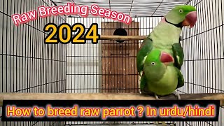 How to breed raw parrot raw parrot breeding tips amp detail video in Hindi [upl. by Cassie677]