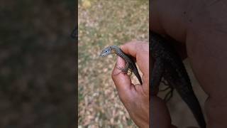 Beautiful Bluethroated Keeled Lizard Algyroides nigropunctatus Herping Corfu wildlife lizard [upl. by Drawde]