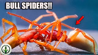 EPIC ENCOUNTER The MYSTERY of BULL SPIDERS and Their CHARGES [upl. by Jerz]