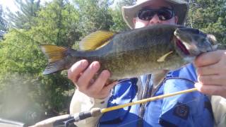 Smallmouth Fishing [upl. by Liebman]