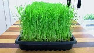 Easy Ways To Grow Wheatgrass at Home  Gardening Tips [upl. by Otte908]