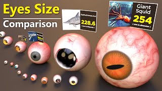 Eye Size Comparison  Monster Eyes size comparison [upl. by Etterb941]