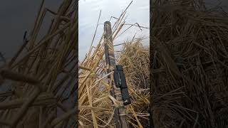 Working spoonies waterfowlhunting hunting duckhunting spoonies spoonie [upl. by Nuhsed]