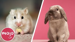 Top 10 Easiest Pets to Take Care Of [upl. by Farhsa]