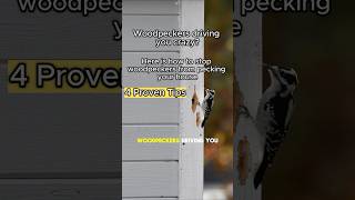 How to Stop Woodpeckers from Pecking Your House Tips amp Tricks to Keep Your Home Safe birdingtips [upl. by Wagstaff472]