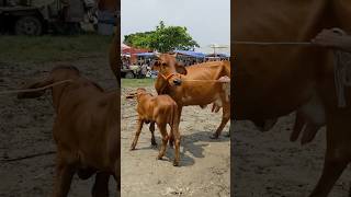 Hefty Sahiwal Cow and Calves from Paragram Cattle Market 2024  Cow Price in Bangladesh 2024 [upl. by Dorcus]