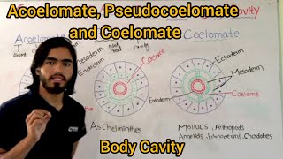 Acoelomate Pseudocoelomate and Coelomate Classification Of Animals base upon Body Cavity [upl. by Owen]