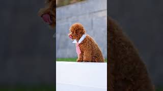 Toy Poodle Puppy Atos [upl. by Ellezaj]