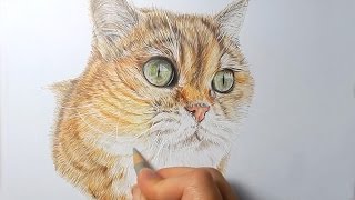 How to draw realistic cat fur with colored pencils  Emmy Kalia [upl. by Einahpats902]