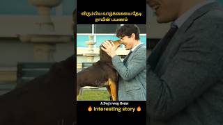 Dogs struggle to live a happy and peaceful life  விரும்பிய வாழ்க்கையை தேடி நாயின் பயணம்  Infogle [upl. by Ahcsim]