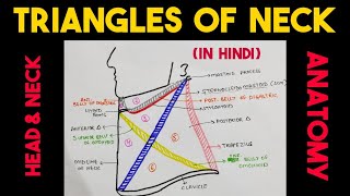 Triangles of Neck  Head amp Neck [upl. by Figone359]