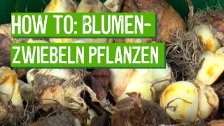 Blumenzwiebeln richtig pflanzen  Der Grüne Tipp [upl. by Gwendolin738]