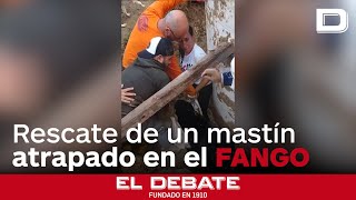 Así consiguen los voluntarios rescatar a un mastín atrapado en el fango [upl. by Gambrill777]