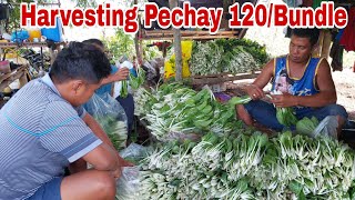 4th Harvest na sa aming Pechay Sold at 120 per Bundle [upl. by Felipa]