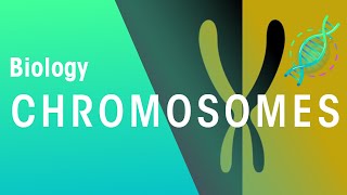 What Are Chromosomes  Genetics  Biology  FuseSchool [upl. by Tatman]