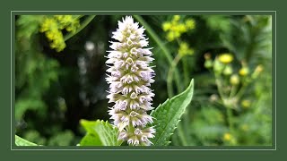 Plant for Bees Anise Hyssop  Agastache Foeniculum [upl. by Nojel406]